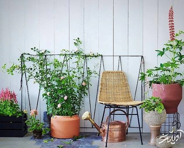 گیاهان آپارتمانی که سمی هستند گیاه آپارتمانی سمی